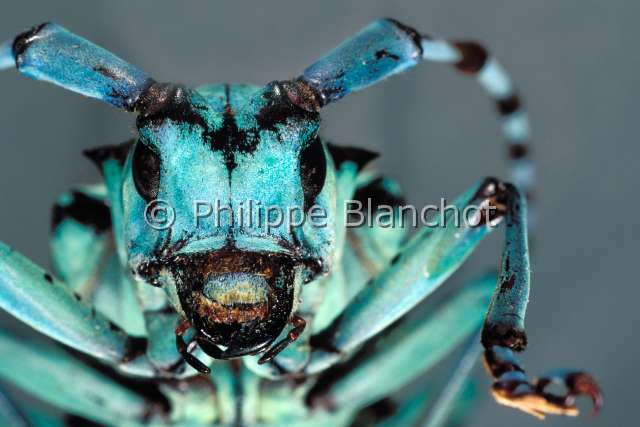 Anoplophora stanleyana 2.JPG - Anoplophora stanleyana (Portrait)Longicorne asiatiqueAsian Long horned beetleColeopteraCerambycidaeChine